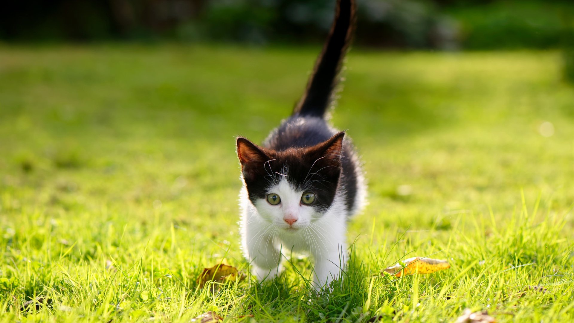 九游网页版官网-《电竞选手的职业规划：未来多重可能性》，电竞职业选手职业生涯有多长