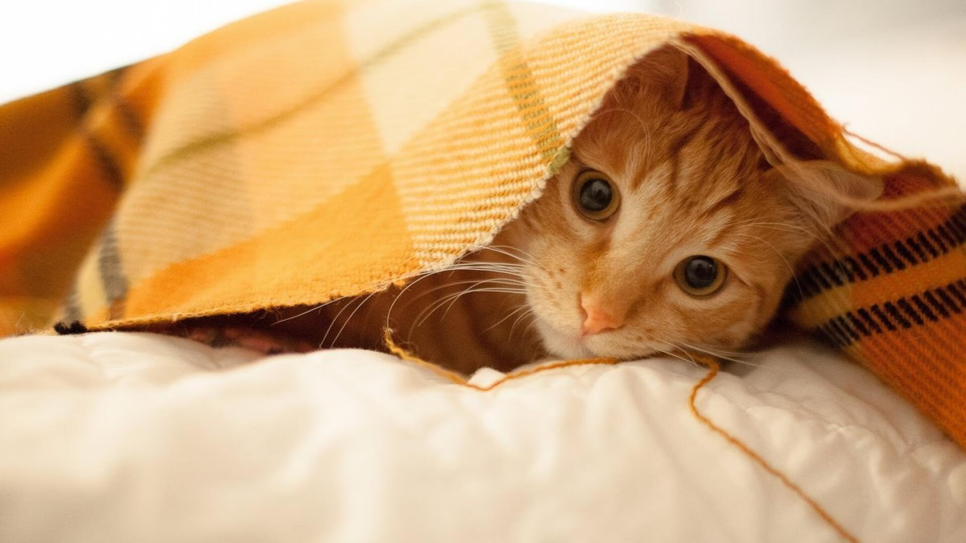 托桑·埃夫布奥姆万成为NBA全球球迷偶像,埃托奥布冯