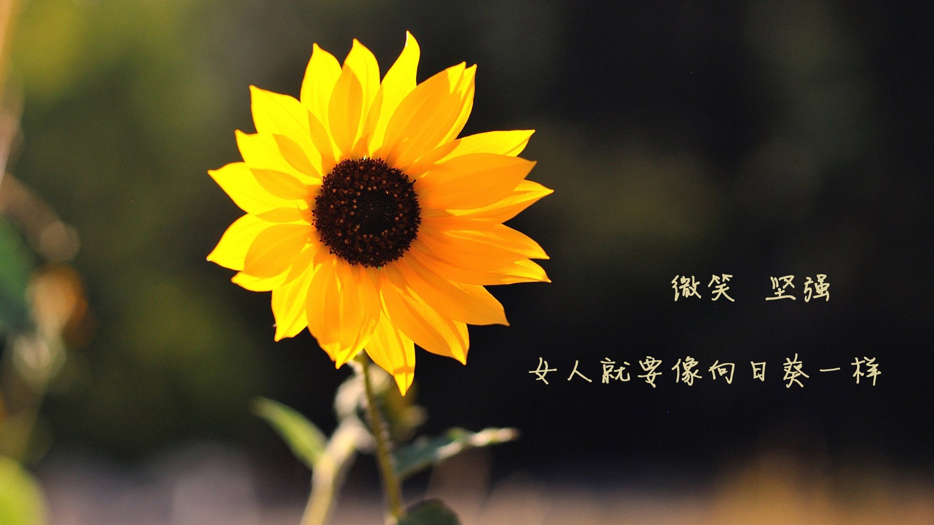 九游登录入口-意甲激烈，球员采访展现斗志，意甲足球视频