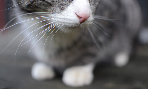 -美国反曲弓男队在洲际射箭锦标赛中获得金牌，反曲弓世界纪录