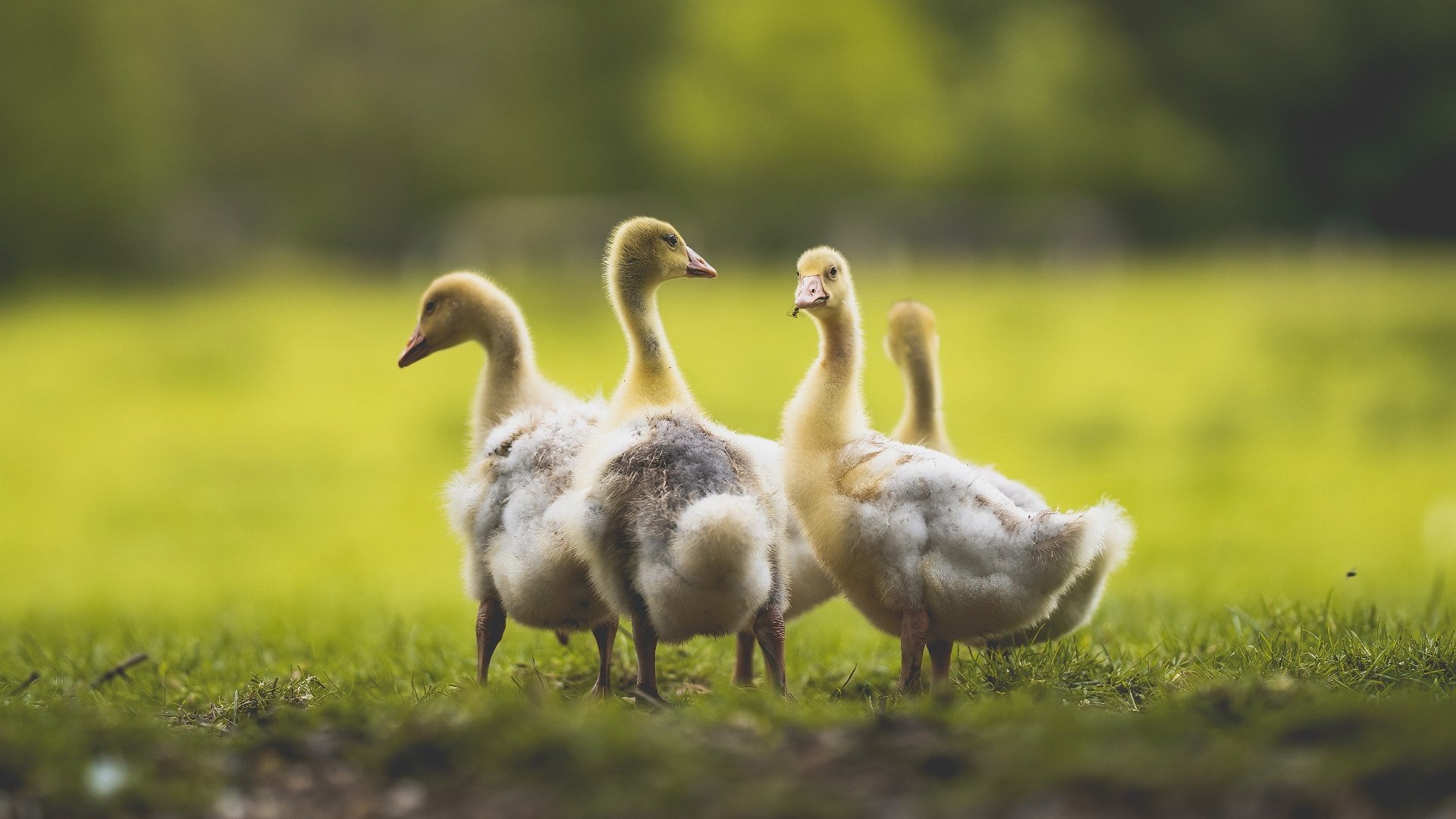 荒漠追逐：截击与闪避的生死战，03荒漠