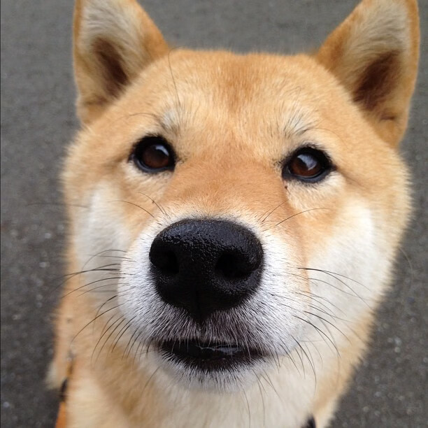 九游游戏中心-运动员突破极限：连续得分背后的努力故事，运动员突破心率