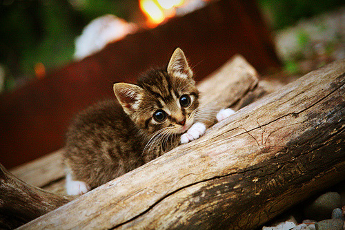 九游网页版官网-马刺与多所高校共建“体育科研联合体”，马刺配合