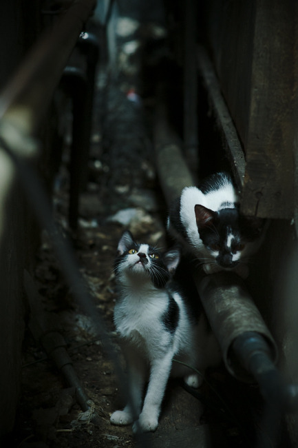 LCK选手公会成立，关注运动员权益保护，lck人员名单