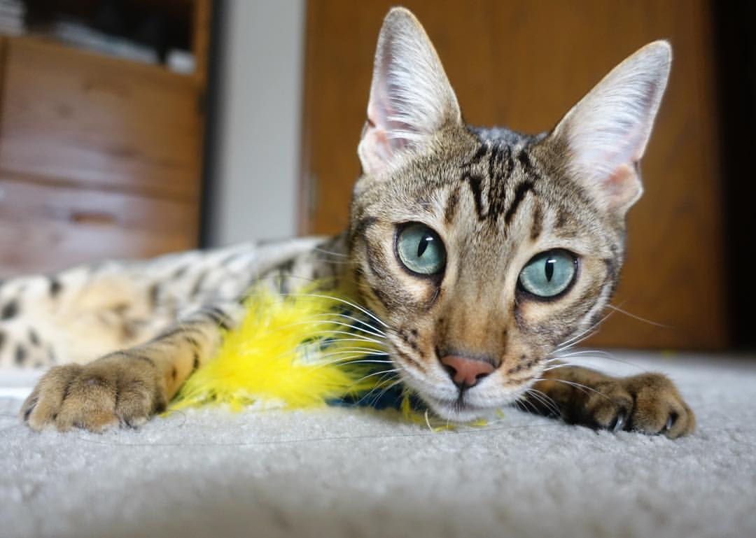 九游网页版官网入口-上海主场成功防守，力保胜利领跑积分榜！，上海足球主场