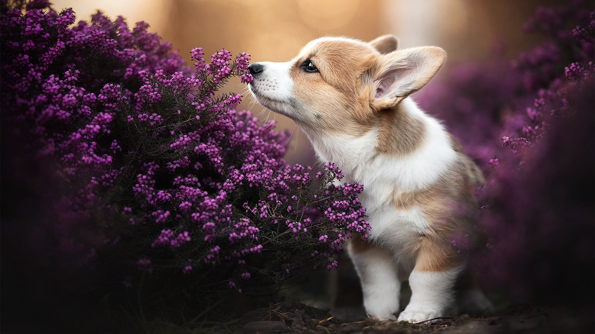 多特蒙德主场3-0大胜沙尔克04，进攻火力全开，多特蒙德对沙尔克聚胜顽球汇