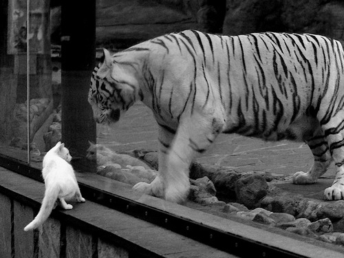 -多特蒙德宣布新援即将加盟，球迷期待新赛季表现，多特蒙德球队怎么样