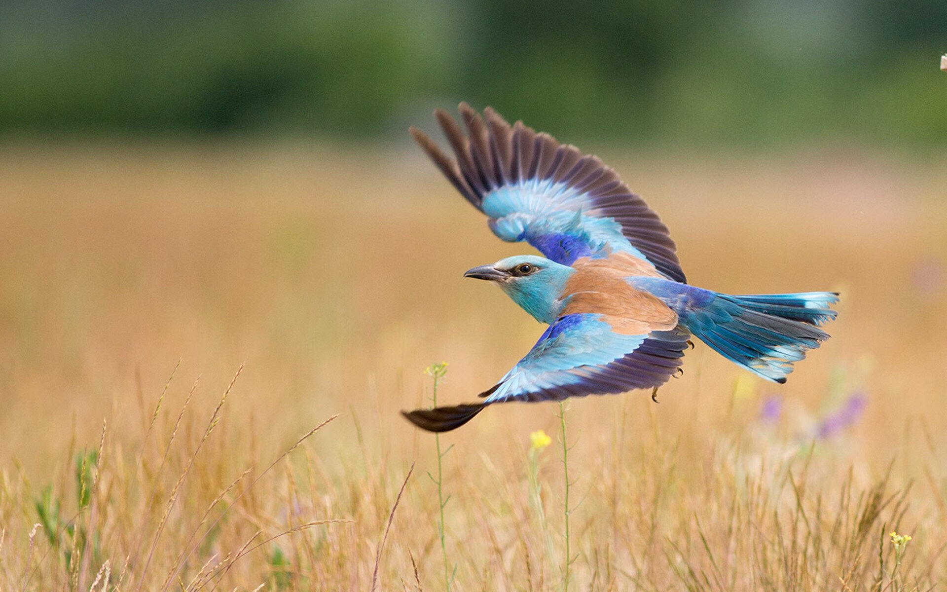 巴西男足未能卫冕奥运金牌，阿根廷取而代之，巴西男足 奥运
