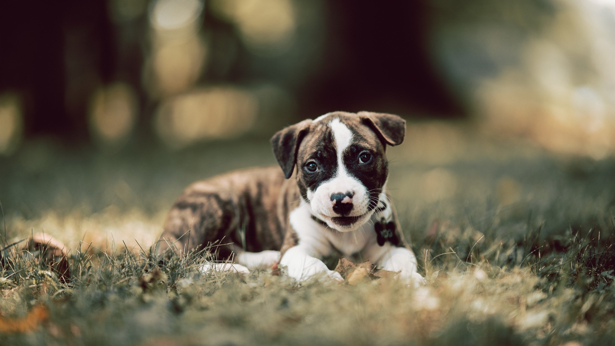 沃尔夫斯堡将在主场挑战勒沃库森，沃尔夫斯堡足球队 官网