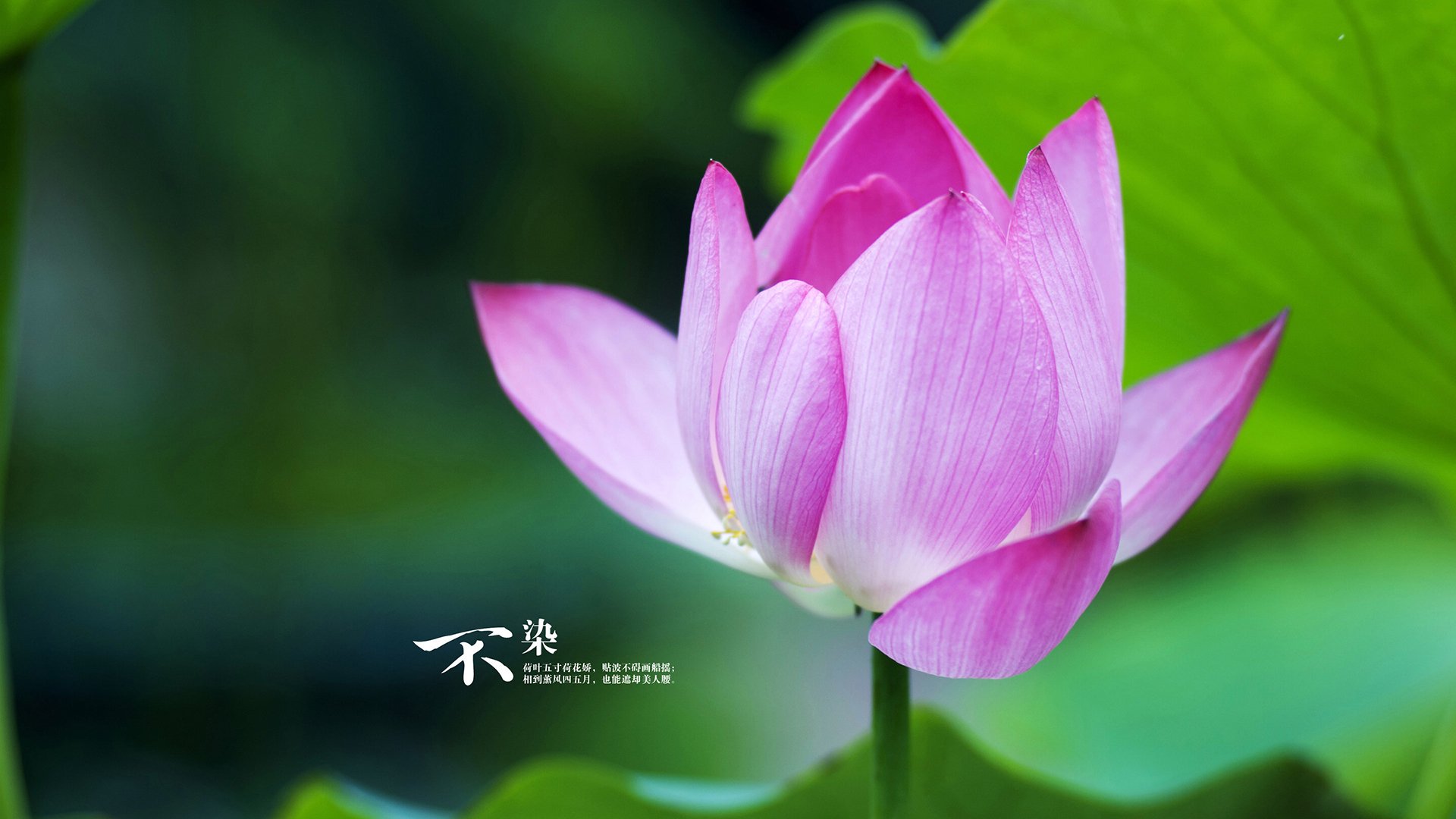 纽卡斯尔联客场2-0战胜莱斯特城，豪取两连胜，纽卡斯尔vs莱斯特城聚胜顽球汇