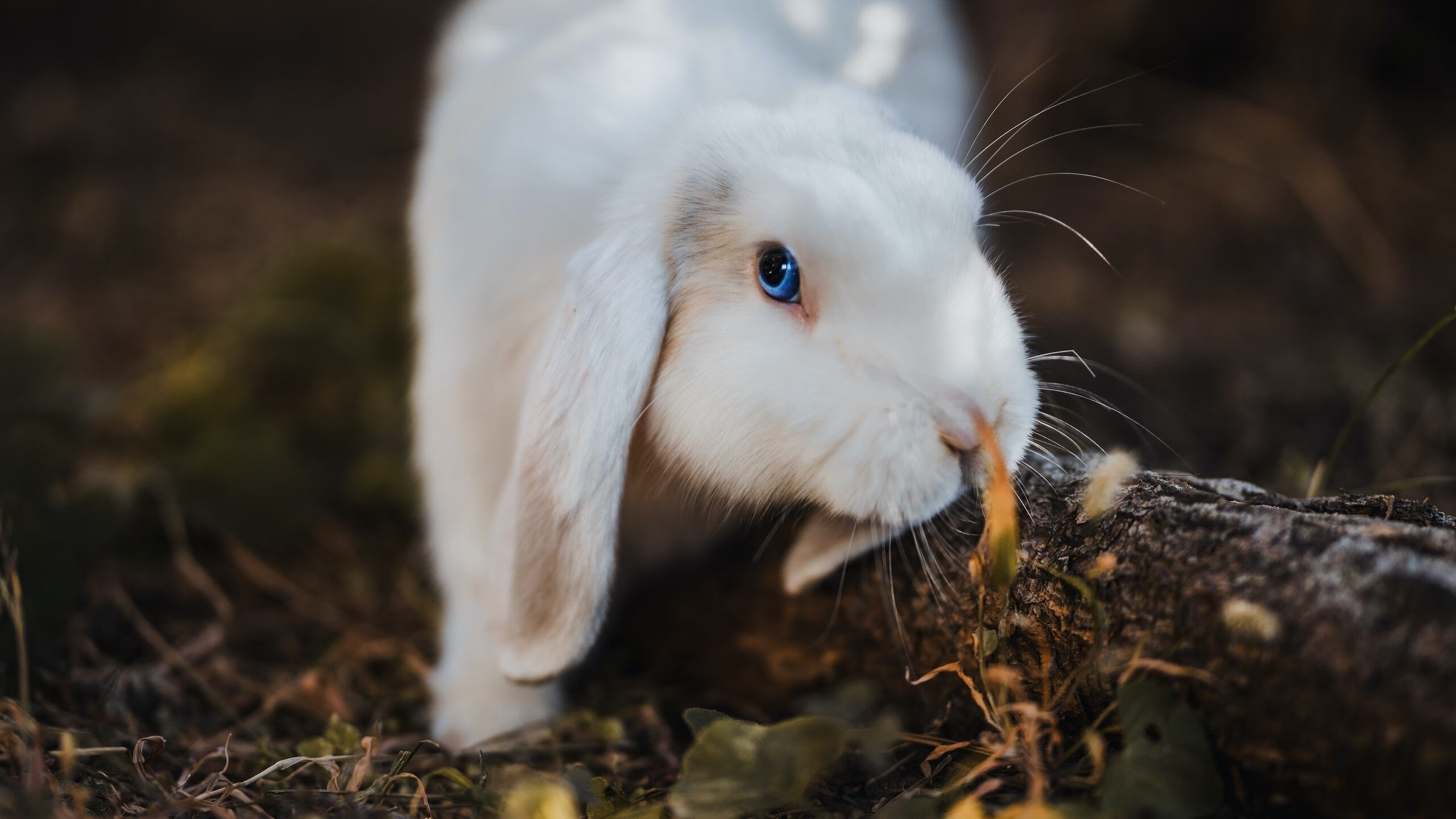 胡梅尔斯备受期待,球队士气高涨,胡梅尔斯防守集锦