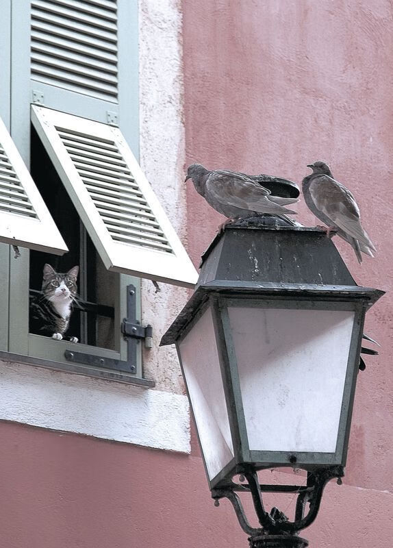 世界青年自行车挑战赛吸引众多青少年参与，青年自行车比赛