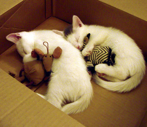 校园体育设施智能化监控系统设计，学校体育硬件设施