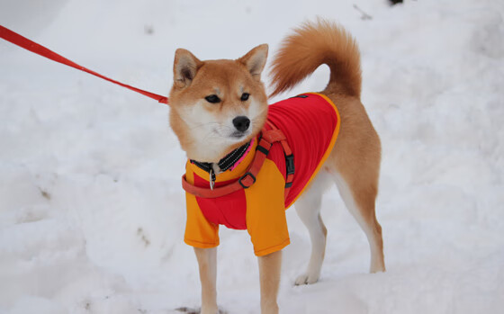 英超球队防守阵型转换对比赛控球率的影响分析，英超攻防转换
