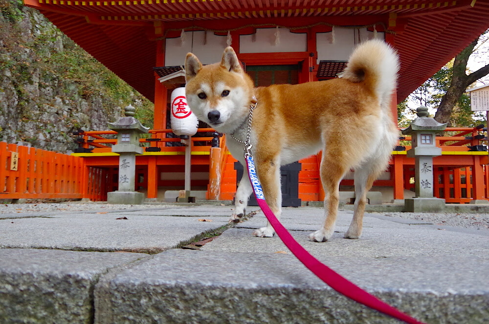 Chinese Taipei团队未来目标:在世界乒坛创造新纪录,台湾乒乓球队