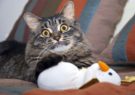 布莱顿控球率领先维持场面优势，布莱顿球队外号