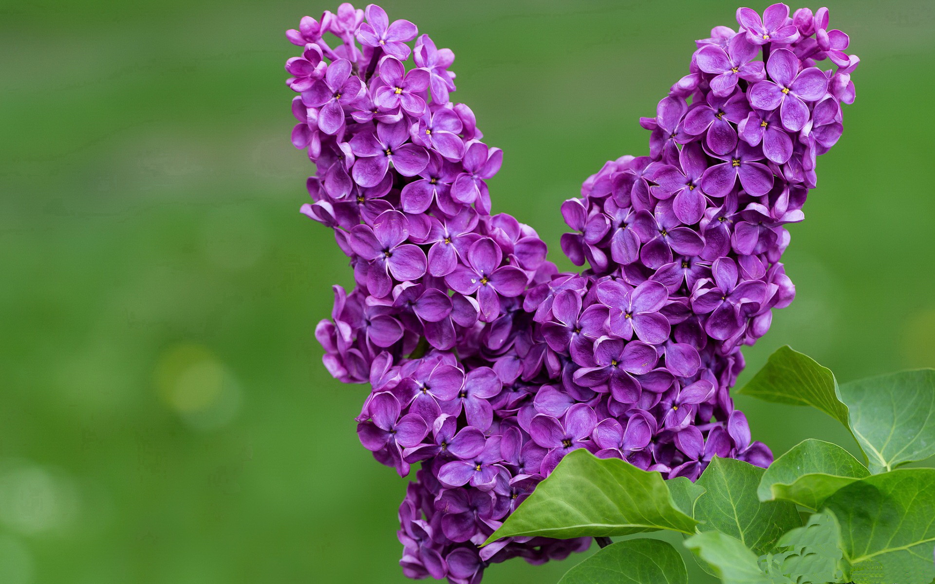 九游下载中心-女子自由泳赛场气氛热烈，女子自由泳比赛视频