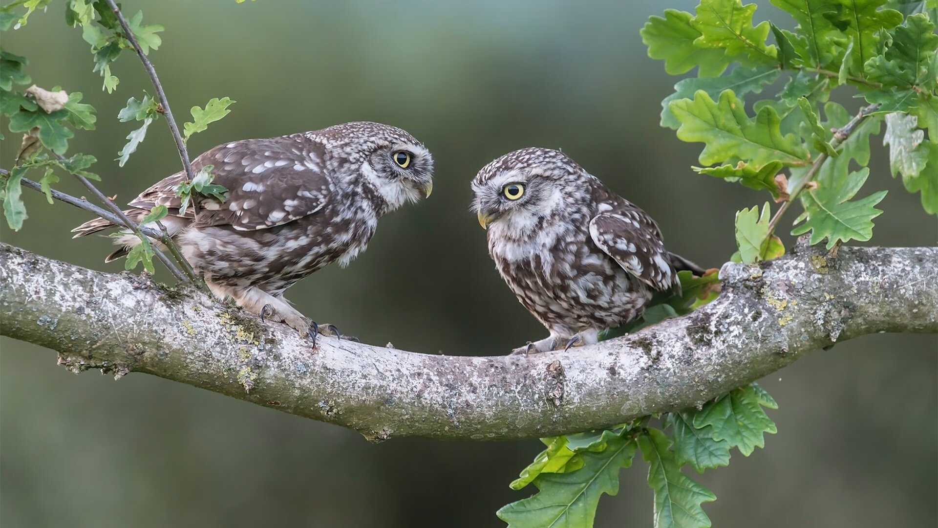 电竞亚洲杯中国队小组出线，亚洲电竞联合会