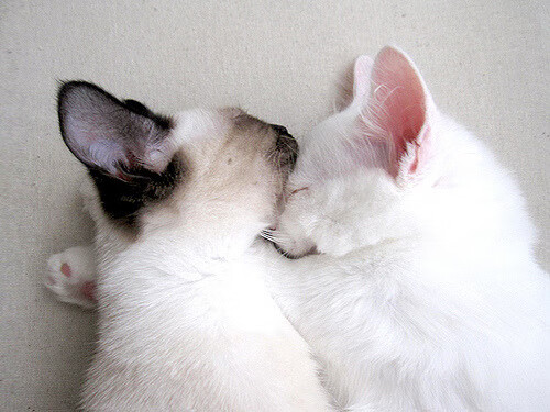 九游娱乐中心-乌拉圭女篮在南美锦标赛中夺冠，实力不断提升，乌拉圭美女球迷