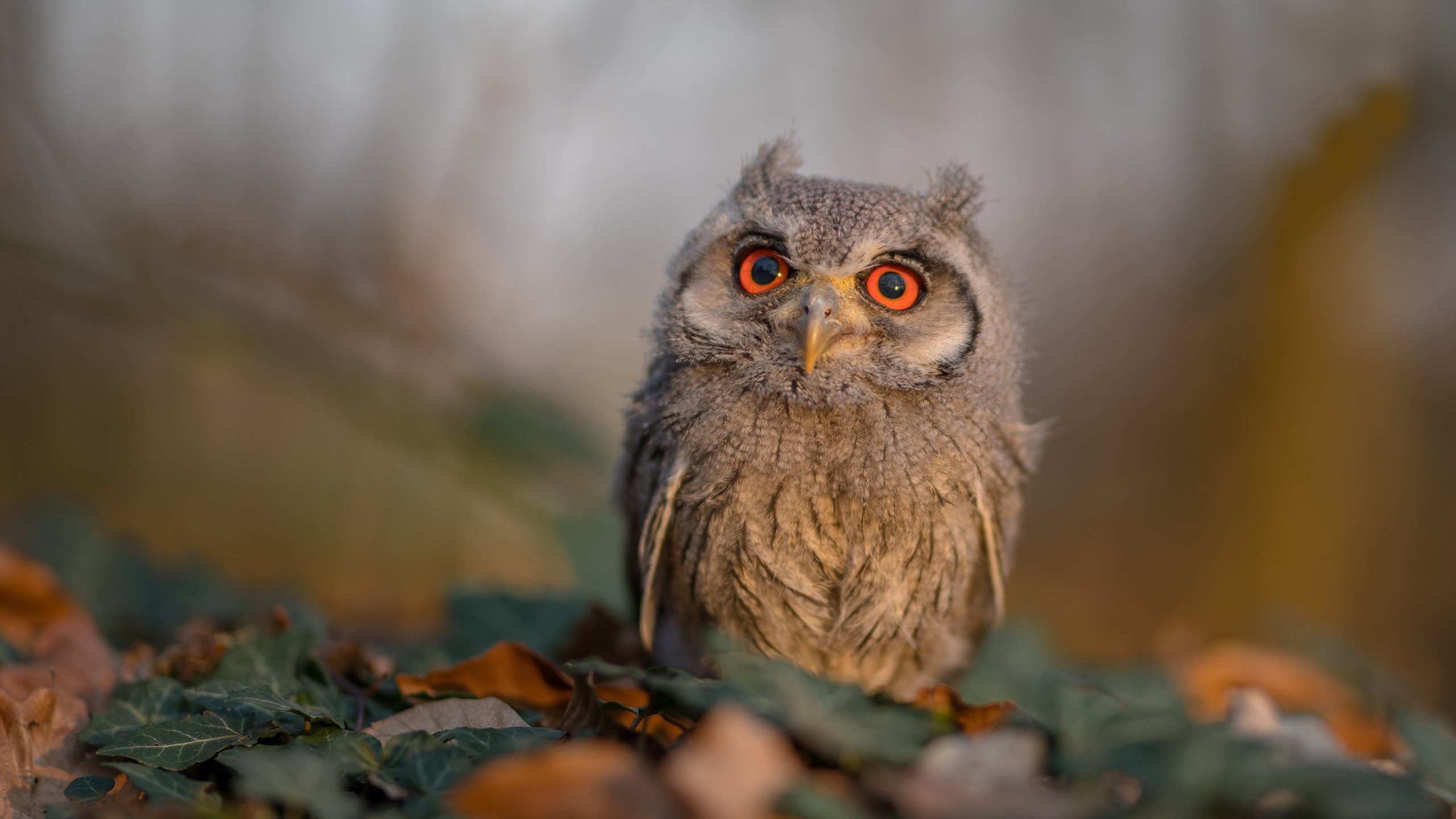 球员达成国家纪录,媒体展开专题报道,球员锦标赛2021赛程