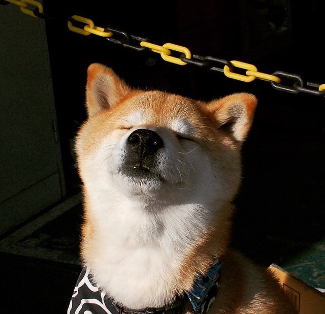 科贝特泳姿流畅展现蛙泳魅力,科贝特舰队