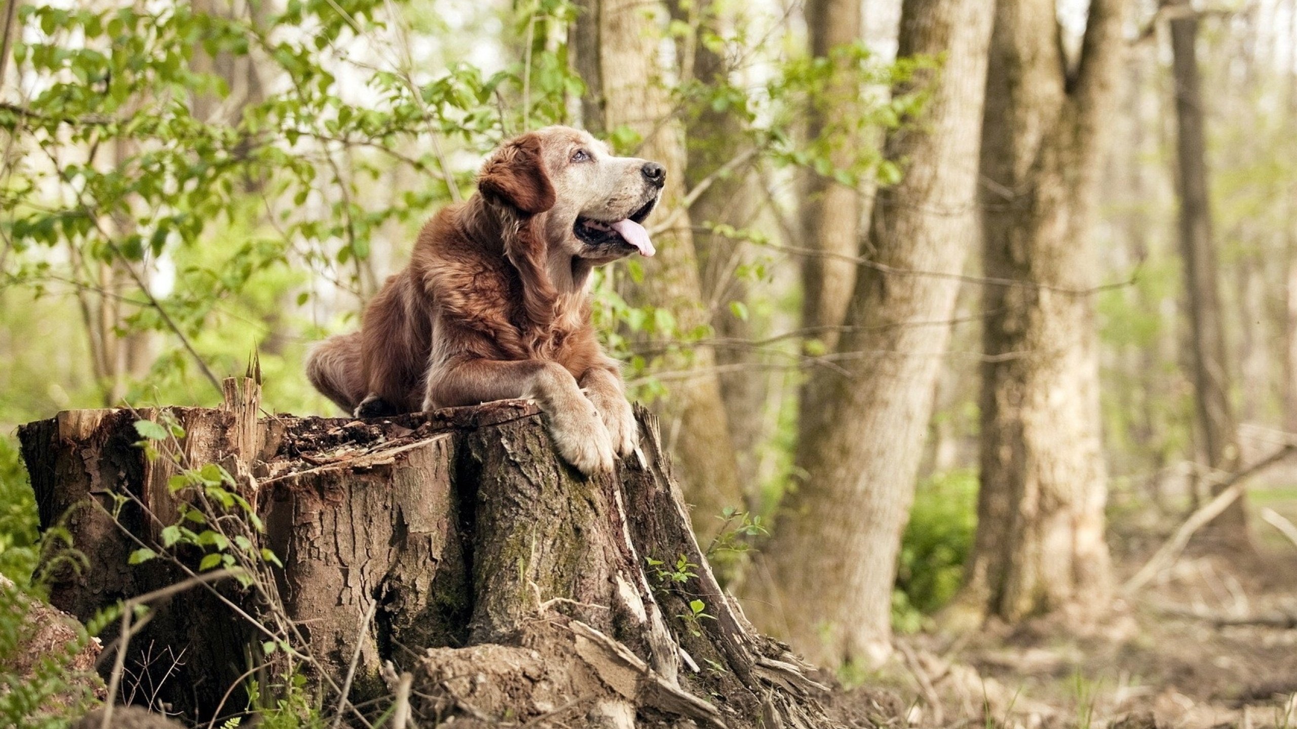 篮网新人首次出场表现超预期赢得掌声,篮网新赛季球员